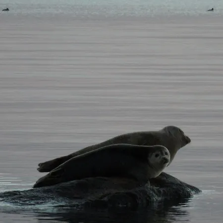 Brinkly 3* סנקרסטן